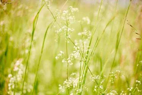 Summer or spring vivid macro picture with grass and wild white flowers Stock Photos