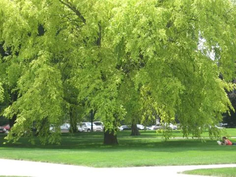 Summer at OSU Stock Photos
