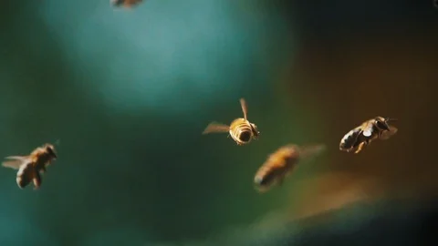 Summer Package 11 | bees flying in nature beautiful natural close up Stock Footage 119224563