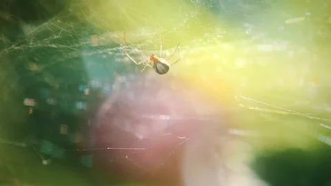 Summer Package 18 |spider, bumblebee, butterfly, blackberries, cook yellow sweet Stock Footage 119225107
