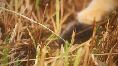 Summer Package 19 | cat catching holding mouse in his mouth eating closeup Stock Footage 119539446