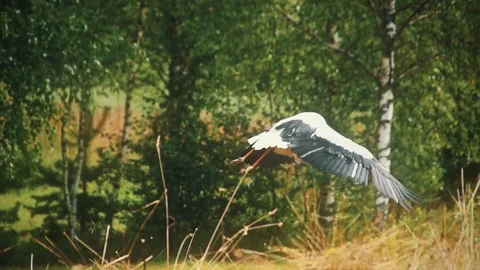 Summer Package 20 | multiple shots of stork taking off flying in country side Stock Footage 119225482