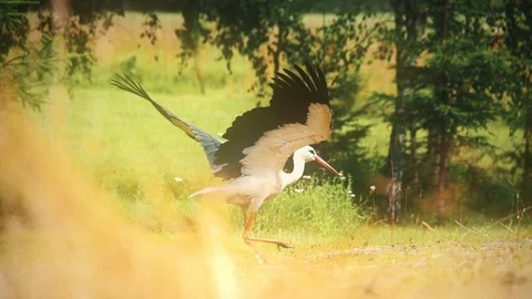 Summer Package 21 | multiple shots of stork taking off flying in country side Stock Footage 119225484