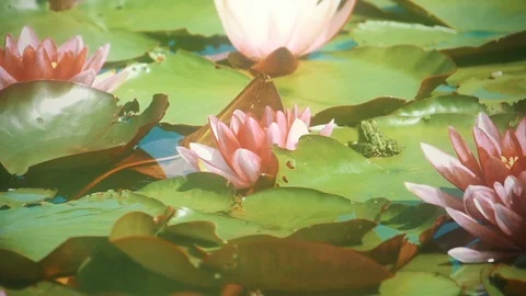Summer Package 3 | frogs sitting jumping in country side pond lake Stock Footage 119223982