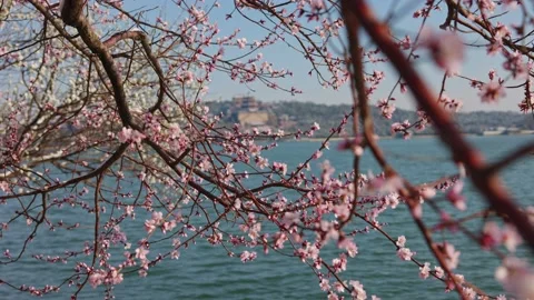 Summer Palace in Spring1 Stock-Footage 172118721