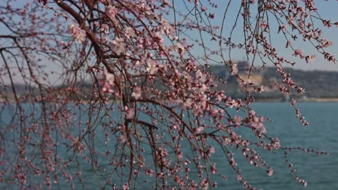 Summer Palace in Spring2 Stock-Footage 172118720