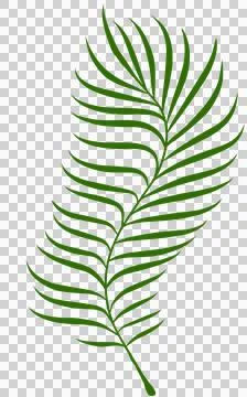 Summer palm leaves illustration Stock Illustration