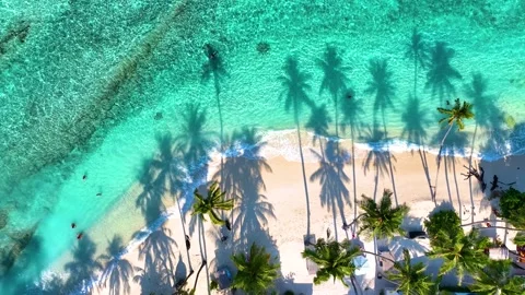 Summer palm tree and Tropical beach with blue sky background Video stock 241502467