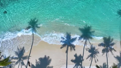 Summer palm tree and Tropical beach with blue of seashore Stock Footage 243431950