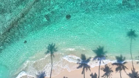  Summer palm tree and Tropical beach with blue of seashore Video stock 243735066