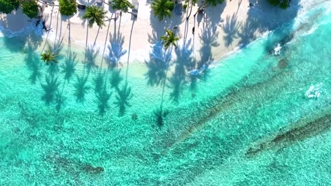 Summer palm tree and Tropical beach with blue of seashore  Video stock 243735079