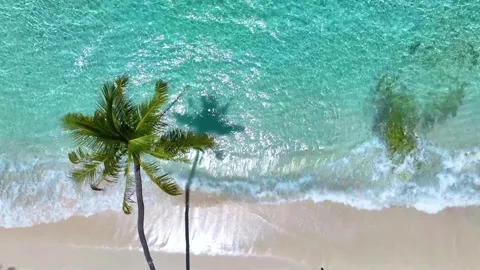 Summer palm tree and Tropical beach wave water  Stock Footage 247690923