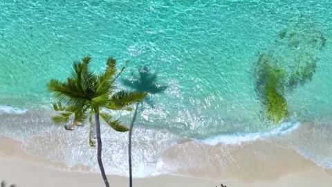 Summer palm tree and Tropical beach wave water  Video stock 247690941
