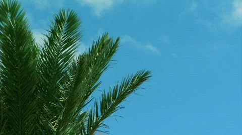 Summer Palm Tree Vidéo 678668