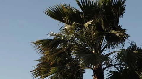 Summer Palm Tree in Hard Wind During Sunset Stock Footage 331925940