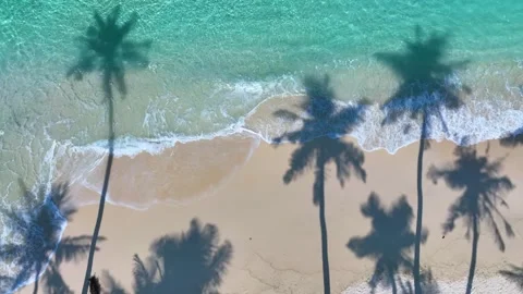 Summer palm trees Stock Footage 242249759