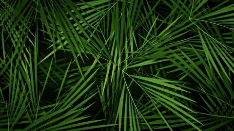 Summer Palm Trees Leaves Background Loop Stock Footage 112408096