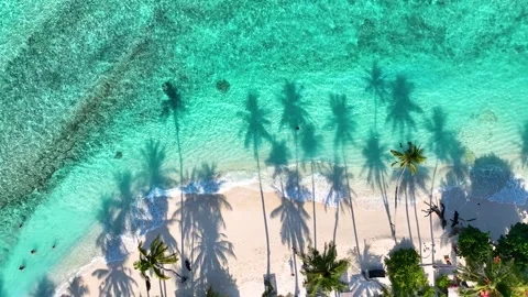 Summer Palm trees shadow on the sandy beach  Stock Footage 240103429