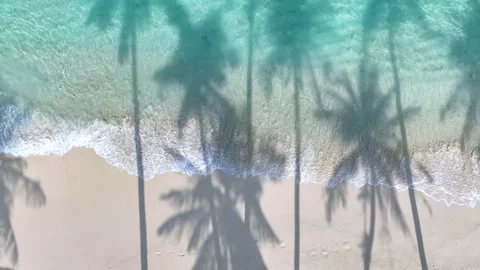 Summer Palm trees shadow on the sandy beach Stock Footage 240545602