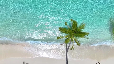 Summer Palm trees with wave of seashore on the sandy beach and turquoise Video stock 240103454