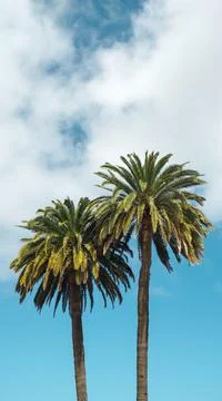 SUMMER PALMS Stock Photos