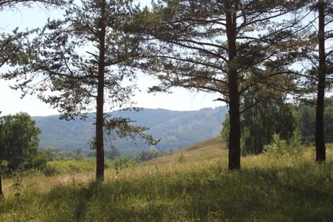 Summer panoramic landscape with meadows of fields and mountains. A large green 库存照片