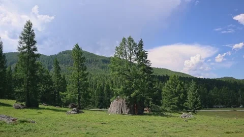 Summer panoramic mountain landscape with coniferous forest on a sunny day. Video stock 247234036
