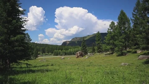 Summer panoramic mountain landscape with coniferous forest on a sunny day. Stock Footage 247234048