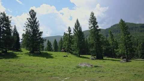 Summer panoramic mountain landscape with coniferous forest on a sunny day. Video stock 247658623