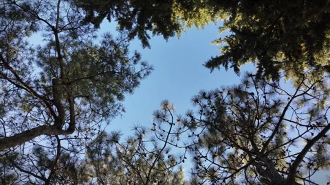 Summer in the park and light sky Stock Footage 271365003