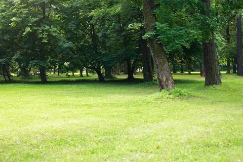 Summer Park Background Stock Photos