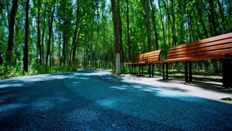 Summer in the park, a collection of trees and sunlight. Stock Footage 293285923