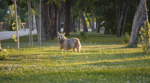 Summer Park Dog Stock Footage 50880232