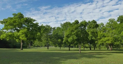 Summer in the park Stock Footage 90232523