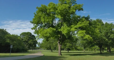 Summer in the park 스톡 동영상 90232594