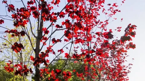 Summer park landscape with red trees garden nature colorful Vídeo Stock 131673928