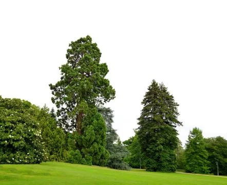 Summer park with large trees Stock Photos