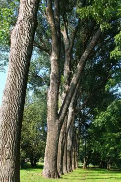 Summer park with large trees Foto stock