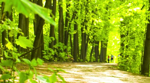Summer park with people Stock Footage 39056803
