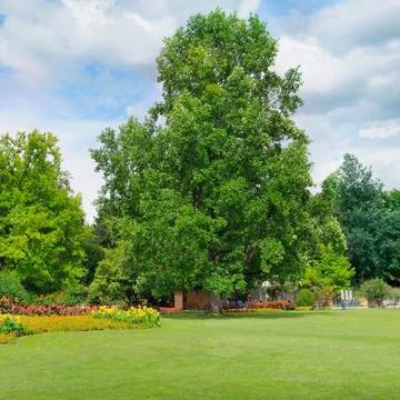Summer park Stock Photos