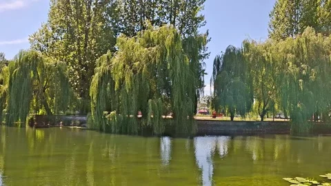 Summer Park Pond with Graceful Weeping Willow Trees Stock Footage 345783576