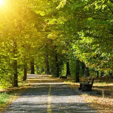 Summer park in sunset rays Stock Photos