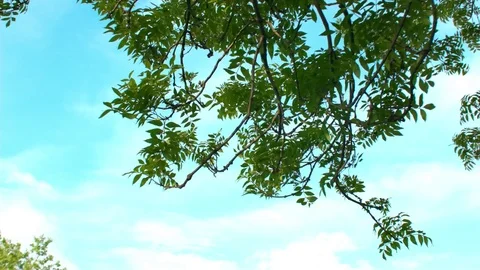 Summer Park Tree Branches Stock Footage 76105186