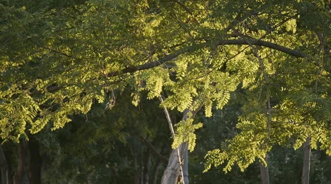 Summer Park Tree Leaves Stock Footage 50858762