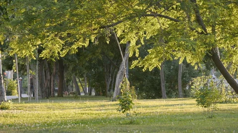 Summer Park Tree Leaves Stock Footage 50858777