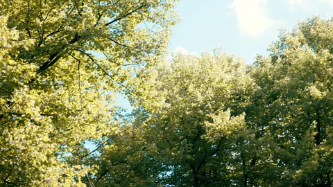 Summer Park Trees Moving in Handheld Footage Video stock 281006593