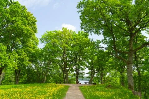 Summer park, trees Stock Photos
