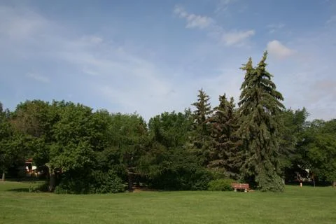 Summer Park Trees Fotos de archivo