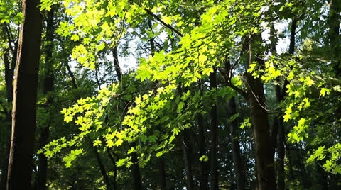 Summer park_1 Stock Footage 26184226