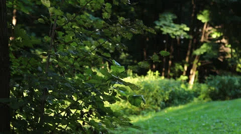 Summer park_3 Stock Footage 26184190